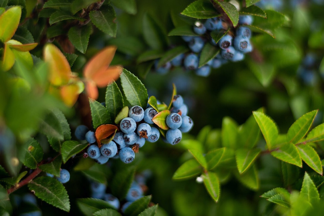Mirtillo nero (Blueberry): un alleato naturale per lo sport e il benessere